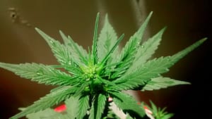 How to extract thca: THCA Cold Extract guide